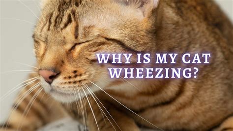 Cat Wheezing: 11 Reasons Why Is Your Cat Wheezing