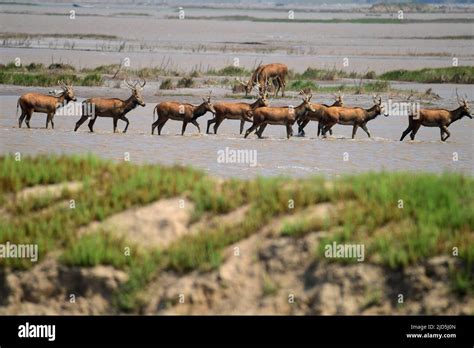 YANCHENG, CHINA - JUNE 18, 2022 - A group of elks forage in a mudflat ...