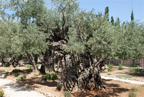 File:Olive Trees in the Garden of Gethsemane.jpg