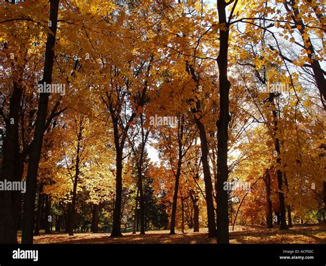 Fall Forest of Colors Stock Photo - Alamy