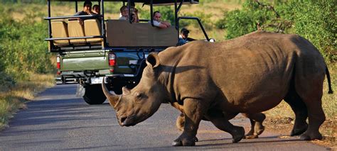 Explore Kruger National Park on a magical game drive safari | Discover ...