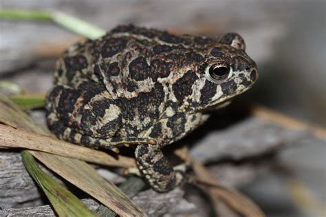 Canadian Toad (Anaxyrus hemiophrys) - Amphibians and Reptiles of South ...