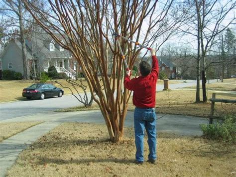 Pruning Crepe Myrtle 101: All You Need to Know