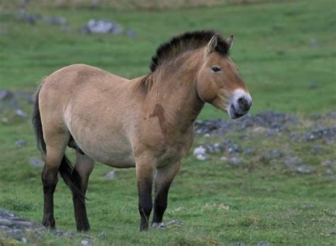 Preserving the Przewalski Horse - A Critically Endangered Species