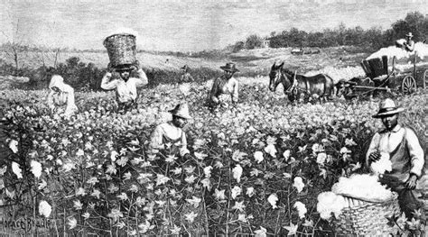 The saying 'Cotton-picking' - meaning and origin.