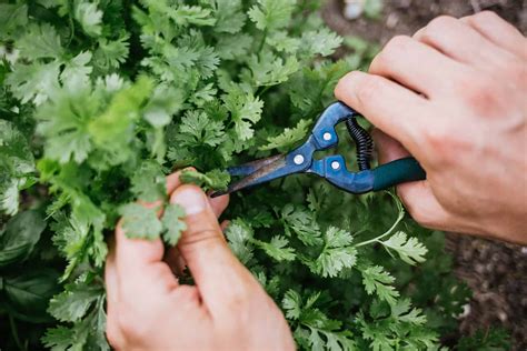 A Guide On How To Harvest Cilantro Without Killing The Plant