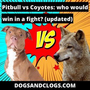 Pitbull vs Coyote: Who Would Win In a Fight? (Updated 2023) – DogsAndClogs