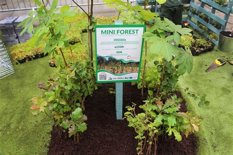 How to Create a Mini Forest in Your Community - Groundwork