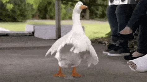 Goose House GIFs - Find & Share on GIPHY