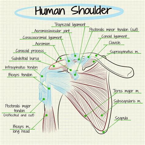 Scapulohumeral Rhythm Shoulder Pain Exercises