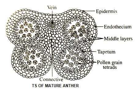 Anther Diagram - CBSE Class Notes Online - Classnotes123