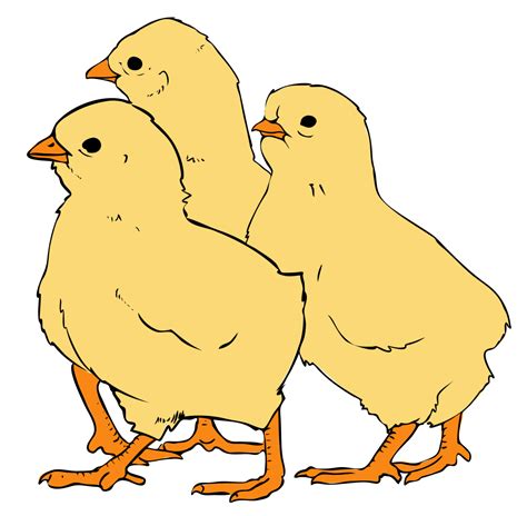 File:Chicks clipart 01.svg - Wikipedia