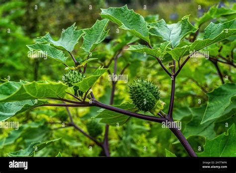 The common thorn tree, Datura stramonium L., is a flowering plant ...