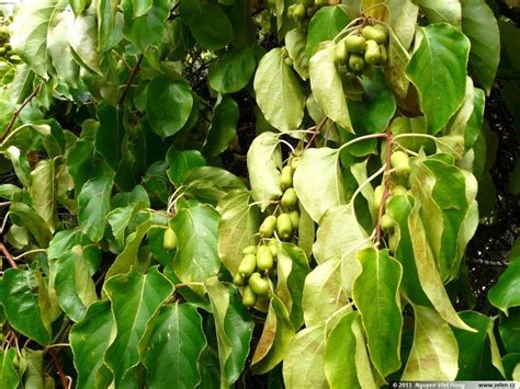 Variegated Kiwi Actinidia kolomikta Vine Seeds (Fast Edible, Showy, Hardy) 50pcs - Vine Seeds