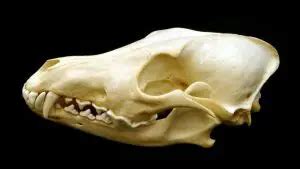 Coyote Skull And Skeleton Anatomy And Identification