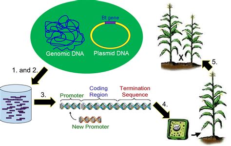 Genetic Engineering – Genetics, Agriculture, and Biotechnology
