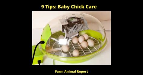 9 Tips: Baby Chick Care