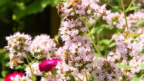 145 Origanum vulgare flowers Stock Video Footage - 4K and HD Video ...