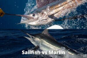 Sailfish vs Marlin - What's the Difference? - Topsail Angler