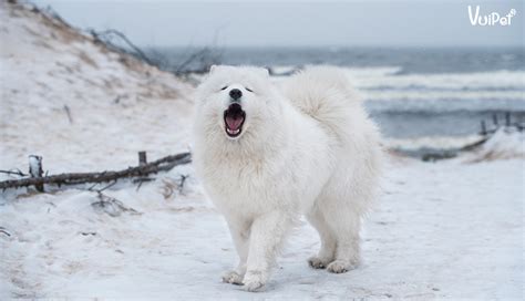 Giá Chó Samoyed và 6 điều cần phải biết khi mua chó Samoyed