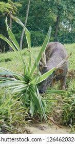 Sambar Deer Locally Known Payau Sabah Stock Photo 1264620328 | Shutterstock