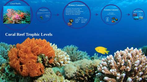 Coral Reef Trophic Levels by Aleisha Alexander on Prezi