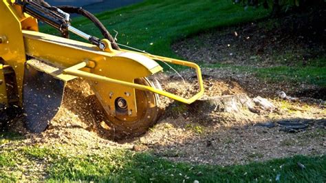 6 Tree Removal Equipment that Pros Use to Make the Job Safe