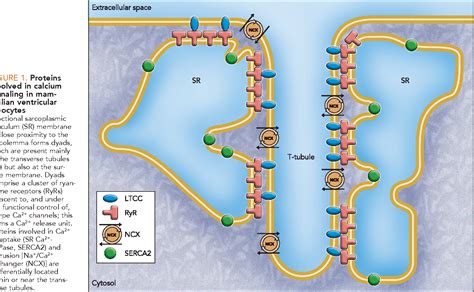 [PDF] Resurgence of cardiac t-tubule research. | Semantic Scholar