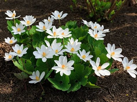 8 Amazing Benefits Of Bloodroot | Organic Facts