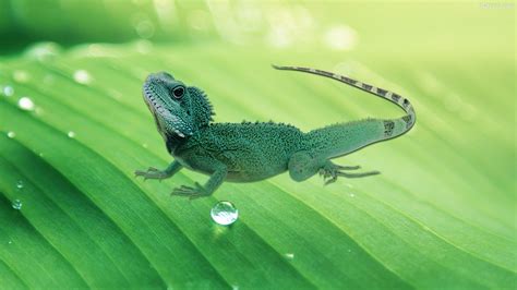 Lizard HD Desktop Wallpaper 31562 - Baltana