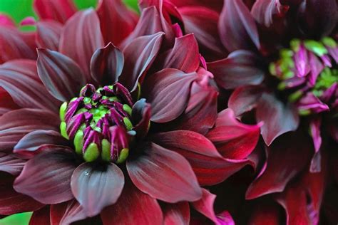 Everything You Need to Know About Planting and Growing Dahlias - Birds and Blooms