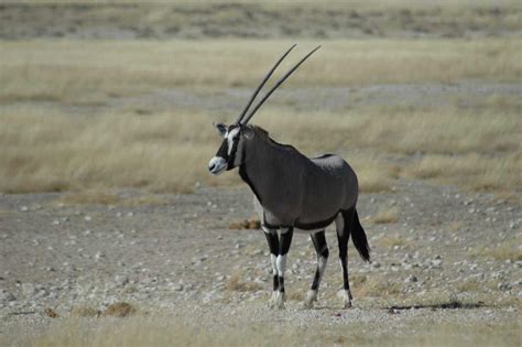 Top 16 Most Elegant Antelope Species in Africa - Antelope Types List