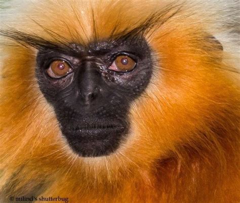 Gee's golden langur - Alchetron, The Free Social Encyclopedia