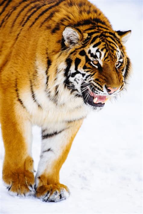 Siberian tiger on the snow stock photo. Image of head - 157071750