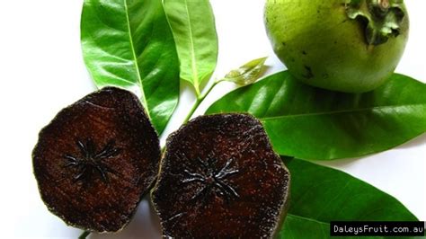 Black Sapote or Chocolate Pudding Fruit - Diospyros digyna