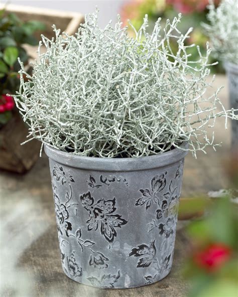 Silver Foliage Plants / .plant, silvery gray plants can oftentimes also be worked into the ...