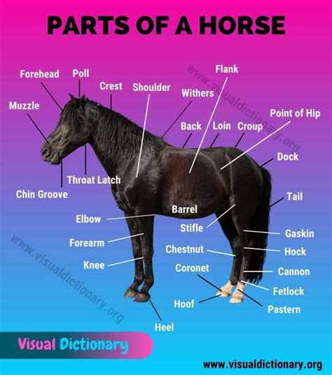 Horse Anatomy: Helpful List of 30 External Parts of A Horse - Visual Dictionary