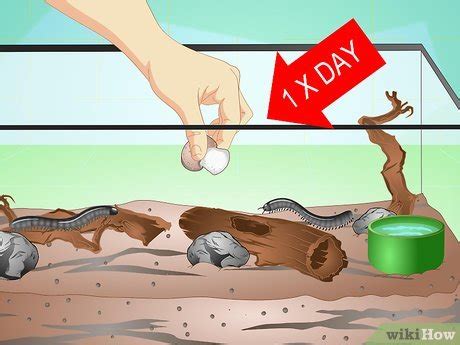 How to Make a Millipede Habitat (with Pictures) - wikiHow