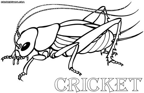 Cricket Insect Coloring Page Coloring Pages