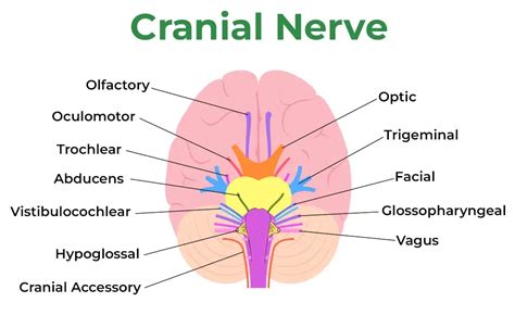 Cranial Nerves Function, Anatomy And Location, 47% OFF