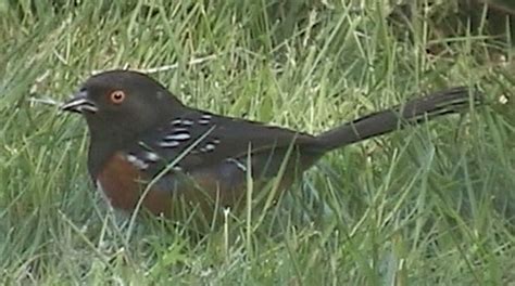 SeattleBirdCam.com: Rufous-Sided Towhee