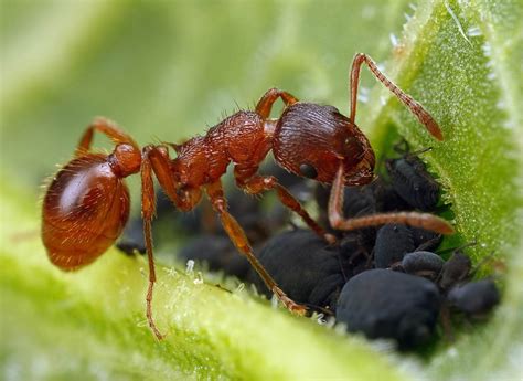 Myrmica rubra - Colony with Queen and Workers | Ant farming