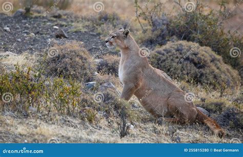 Jaguar of the Pantanal stock photo. Image of mock, brazil - 255815280