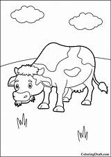 Cow Eating Grass Coloring Pages  ColoringDraftcom sketch template