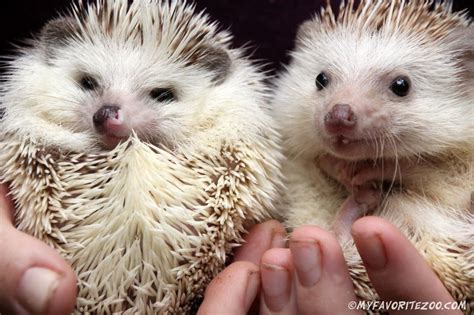 We are a USDA licensed breeder, located in Cleveland, GA. Our hedgehogs come from great ...