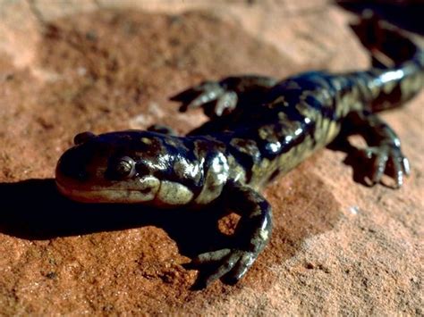 Salamander - Facts, Habitat, Life Cycle, Diet and Pictures