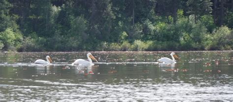 Lake Wildlife: What’s that Bird? - Out There Outdoors