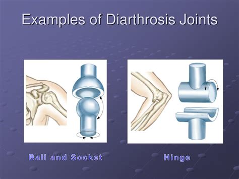 PPT - Basic Anatomy and Biomechanics PowerPoint Presentation, free download - ID:1289021