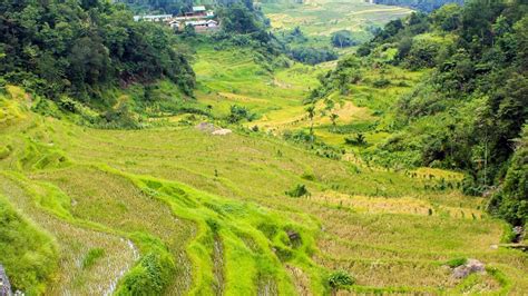 The Rice Terraces of the Philippines