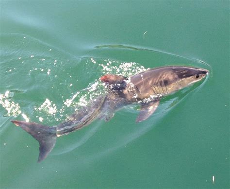 Juvenile Great White (ill) shark outside Monterey Bay Whale Watch | Baby tiger shark, Baby great ...